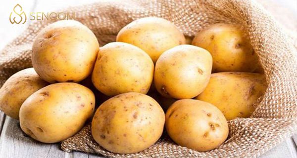 Cùng Sencom tìm hiểu giải đáp thắc mắc Ăn khoai tây có mập không và cách giảm cân bằng khoai tây chi tiết qua bài viết này nhé...