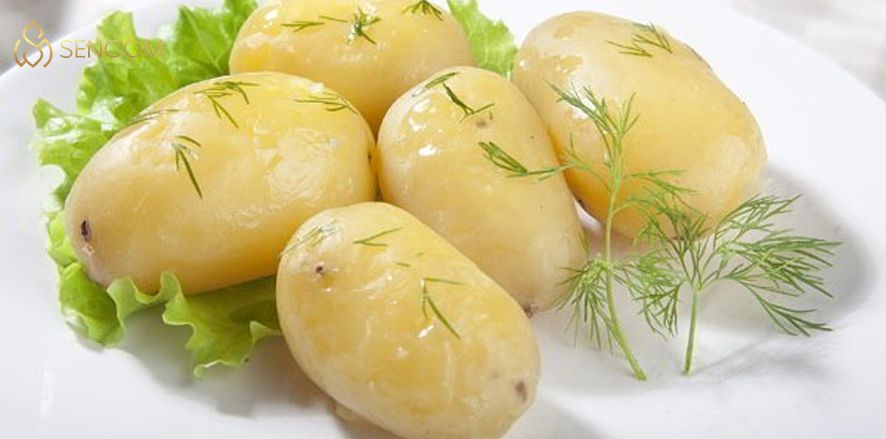 Cùng Sencom tìm hiểu giải đáp thắc mắc Ăn khoai tây có mập không và cách giảm cân bằng khoai tây chi tiết qua bài viết này nhé...