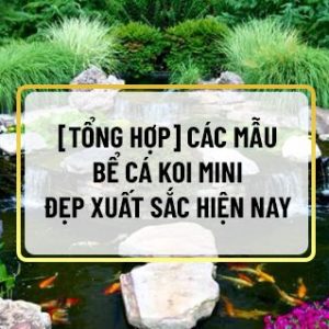 Đối với những gia chủ yếu thích cá cảnh thì bể cá koi mini là một lựa chọn hoàn hảo để trang trí cho không gian sống. cho những gia chủ yêu thích cá cảnh....